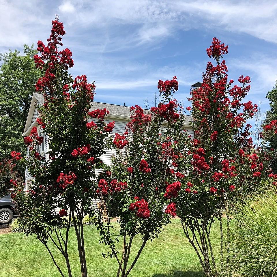 Lagerstroemia 'Miss Frances' ~ Miss Frances Crape Myrtle
