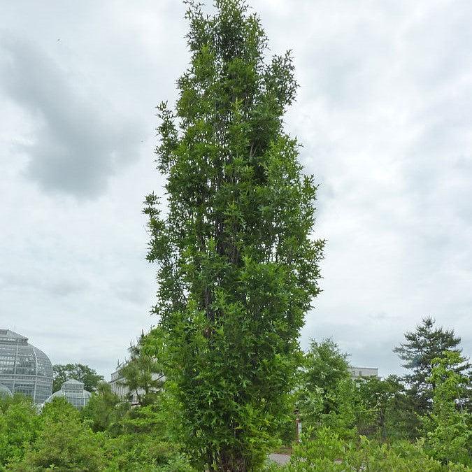 Quercus palustris 'Pringreen' ~ Green Pillar® Pin Oak