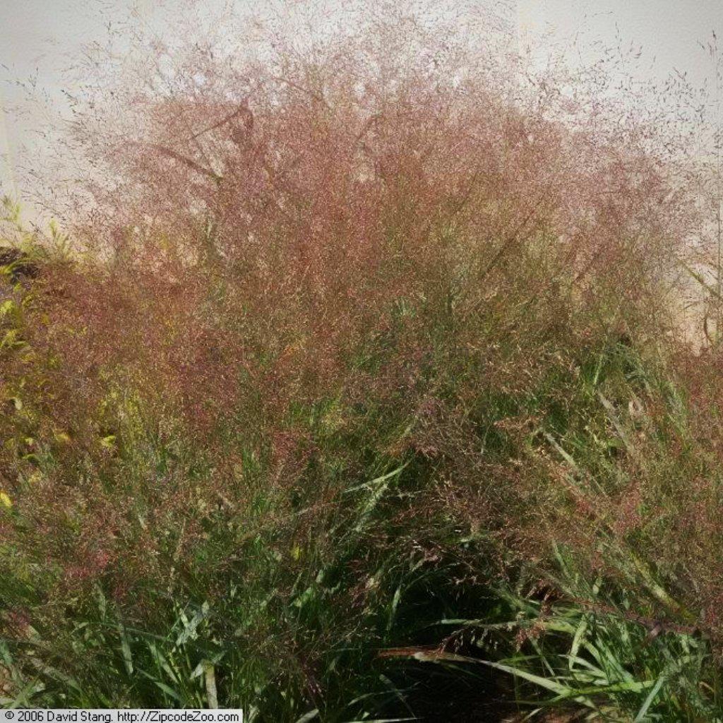 Panicum virgatum 'Rotstrahlbush' ~ Rotstrahlbush Switch Grass