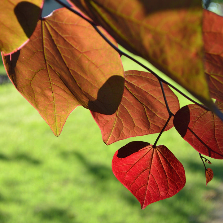 Cercis canadensis 'JN100' ~ Hearts A'Fire™ Redbud