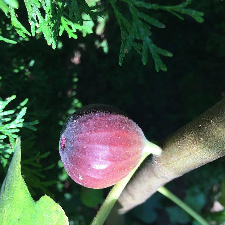 Ficus carica 'Chicago Hardy' ~ Chicago Hardy Fig