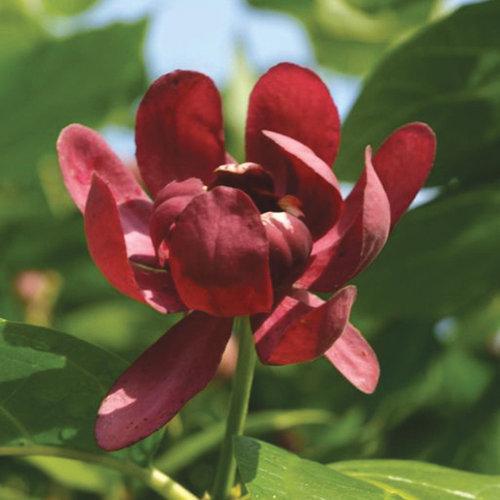 Calycanthus 'Aphrodite' ~ Aphrodite Sweetshrub