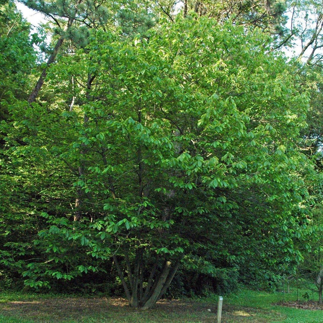 Asimina triloba ~ Common Pawpaw, Tall Pawpaw