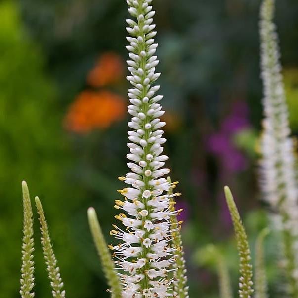 Veronica 'Novaverwhi’ ~ Moody Blues® White Veronica, Speedwell