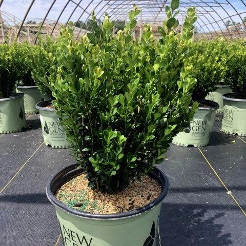 Buxus ‘SB300’ PP32421 ~ NewGen™ Freedom® Boxwood