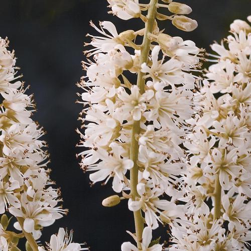 Clethra alnifolia 'Caleb' ~ Vanilla Spice® Summersweet