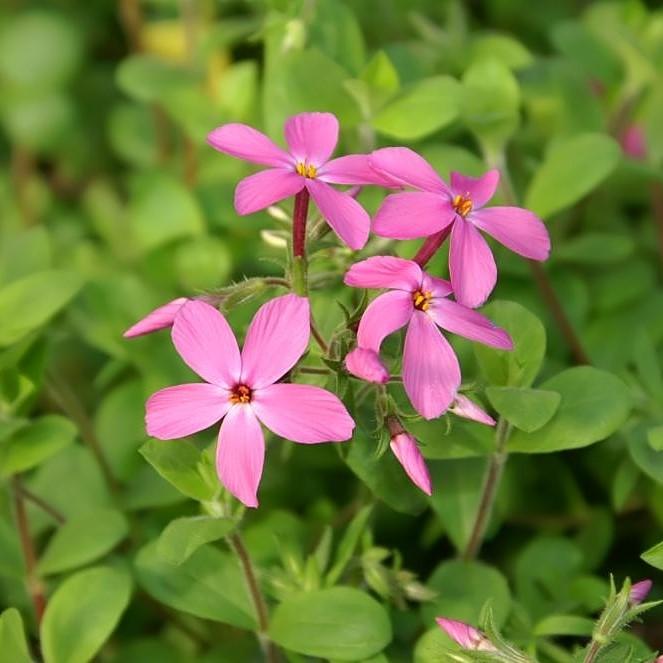 Phlox stolonifera 'Home Fires' ~ Home Fires Creeping Phlox