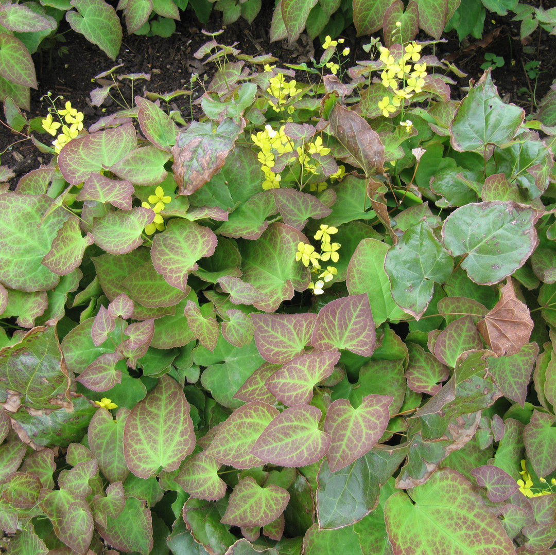 Epimedium x perralchicum 'Frohnleiten' ~ Frohnleiten Barrenwort, Bishop's Hat