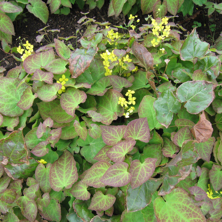 Epimedium x perralchicum 'Frohnleiten' ~ Frohnleiten Barrenwort, Bishop's Hat