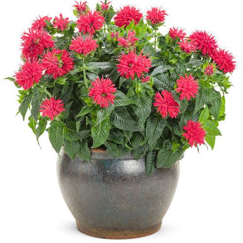 Monarda didyma 'Pardon My Cerise' ~ Pardon My Cerise Bee Balm