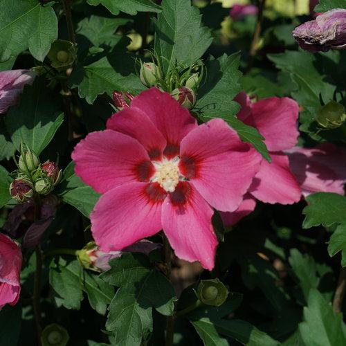 Hibiscus x 'Minsyrou17' ~ Paraplu Rouge® Rose of Sharon