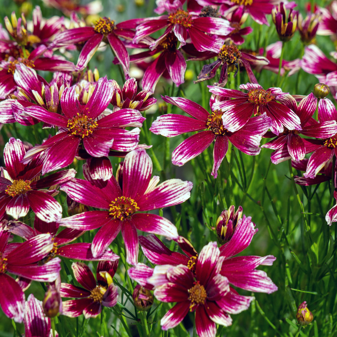 Coreopsis x verticillata 'Starstruck' PP28006 ~ Lil' Bang™ Starstruck Coreopsis