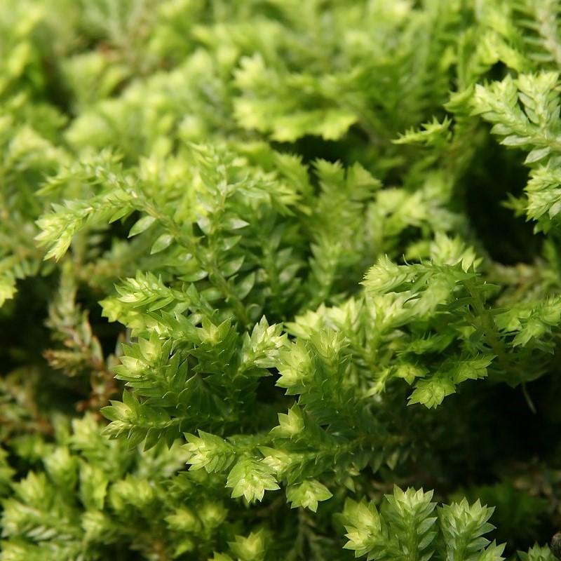 Selaginella kraussiana 'Gold Tips' ~ Krauss' Gold Tips Spikemoss