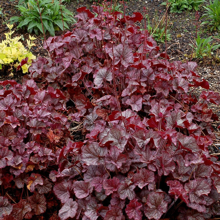 Heuchera x 'TNHEUNES' PP29632 ~ Northern Exposure™ Silver Heuchera