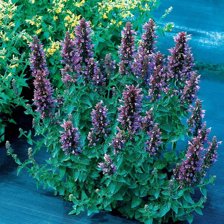 Agastache 'TNAGAPDB’ ~ Poquito™ Dark Blue Hyssop