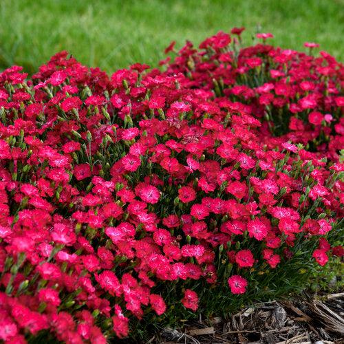Dianthus 'Paint the Town Red' ~ Paint the Town Red Dianthus