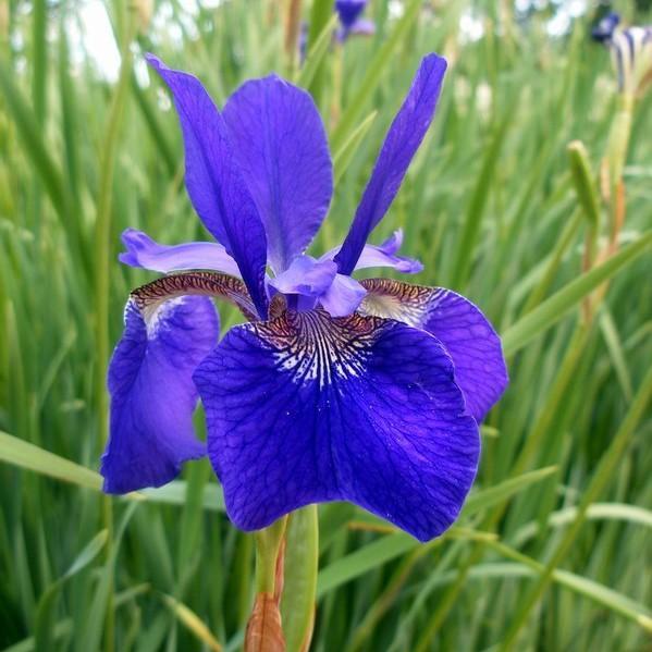 Iris sibirica 'Royal Blue' ~ Royal Blue Siberian Iris