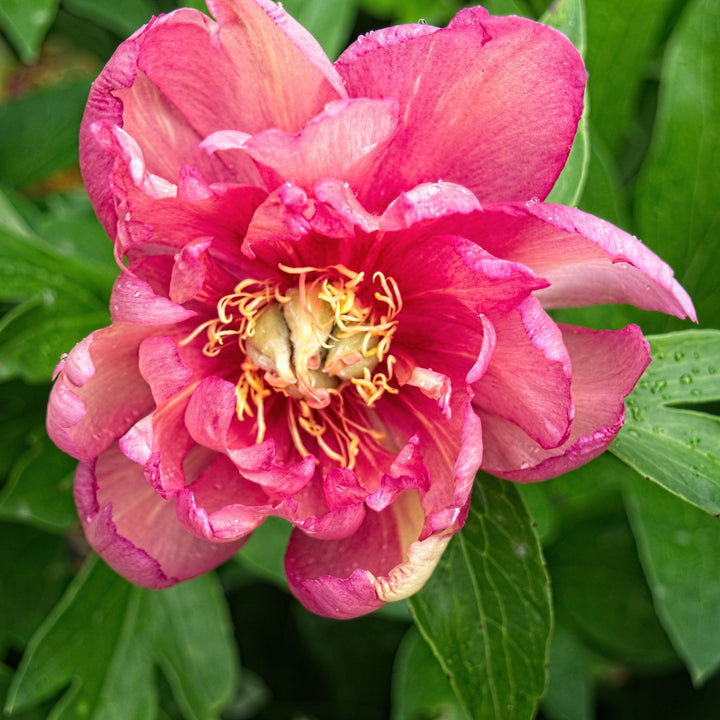 Paeonia 'Julia Rose' ~ Julia Rose Itoh Peony