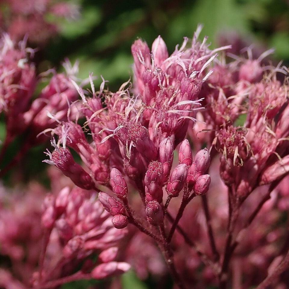 Eupatorium maculatum 'Phantom' ~ Phantom Joe Pye Weed