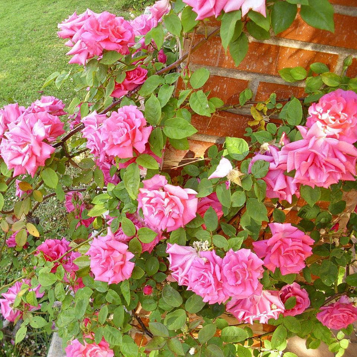 Rosa 'Zéphirine Drouhin' ~ Zéphirine Drouhin Rose