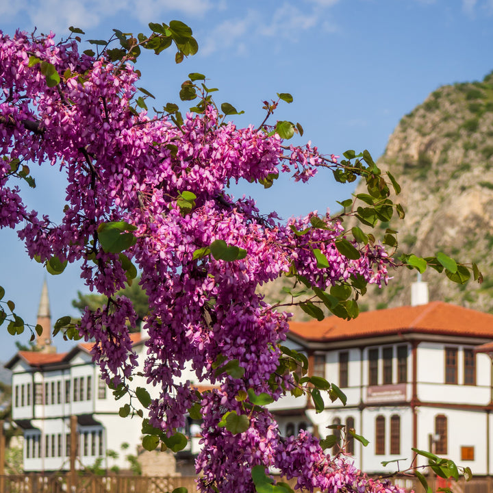 Cercis canadensis 'Pink Heartbreaker' ~ Pink Heartbreaker® Redbud