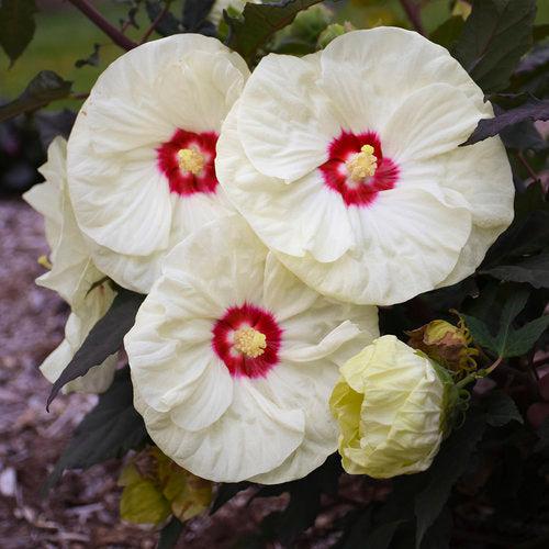 Hibiscus 'French Vanilla' PP33181 ~ Summerific® French Vanilla