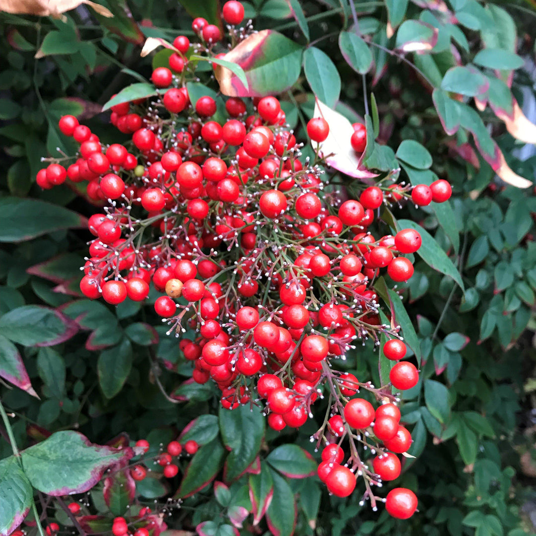 Nandina domestica 'Jaytee' ~ Harbor Belle™ Bambú celestial