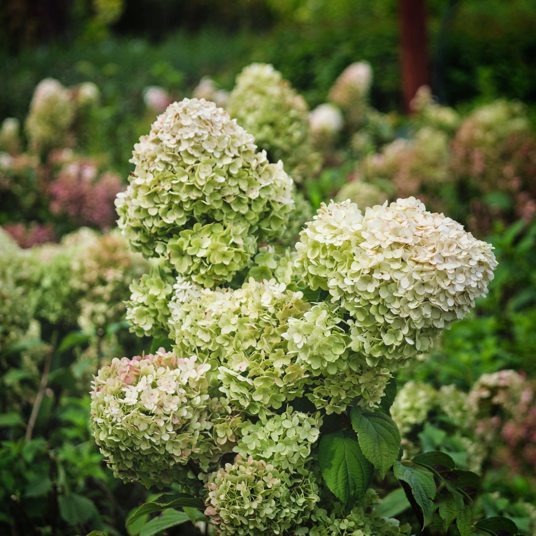 Hydrangea paniculata 'SMNHPSB' ~ Tiny Quick Fire® Hydrangea
