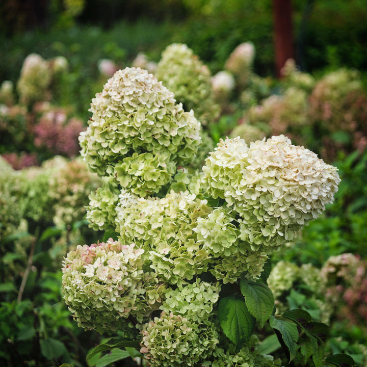 Hydrangea paniculata 'SMNHPSB' ~ Tiny Quick Fire® Hydrangea