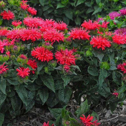 Monarda didyma 'Pardon My Cerise' ~ Pardon My Cerise Bee Balm