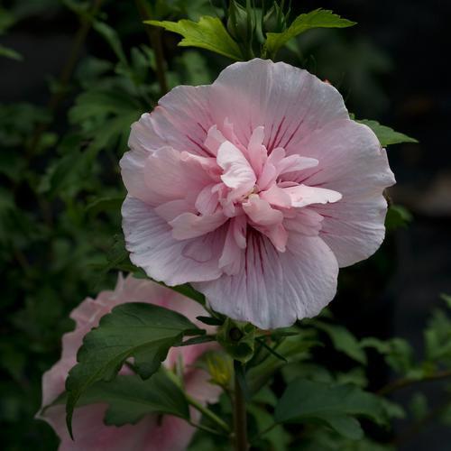 Hibiscus syriacus 'JWNWOOD4' USPP 24,336 ~ Pink Chiffon® Rose of Sharon