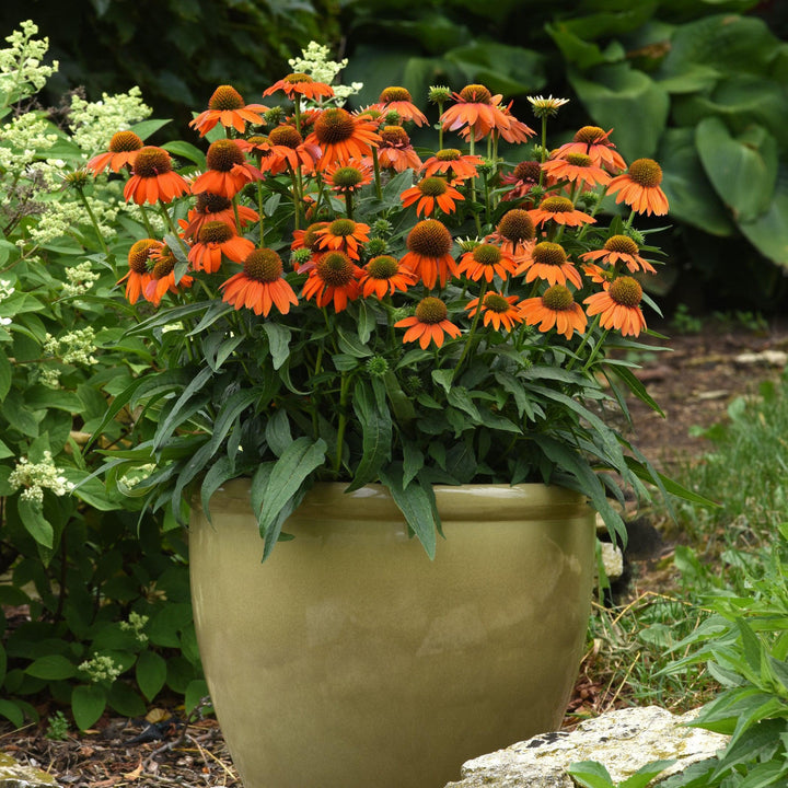 Echinacea 'PAS1308374' ~ Artisan™ Soft Orange Coneflower