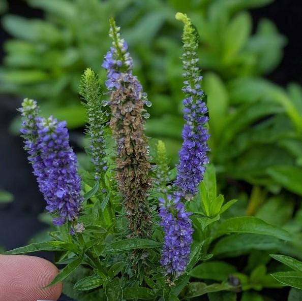 Veronica spicata 'Glory' ~ Royal Candles Speedwell