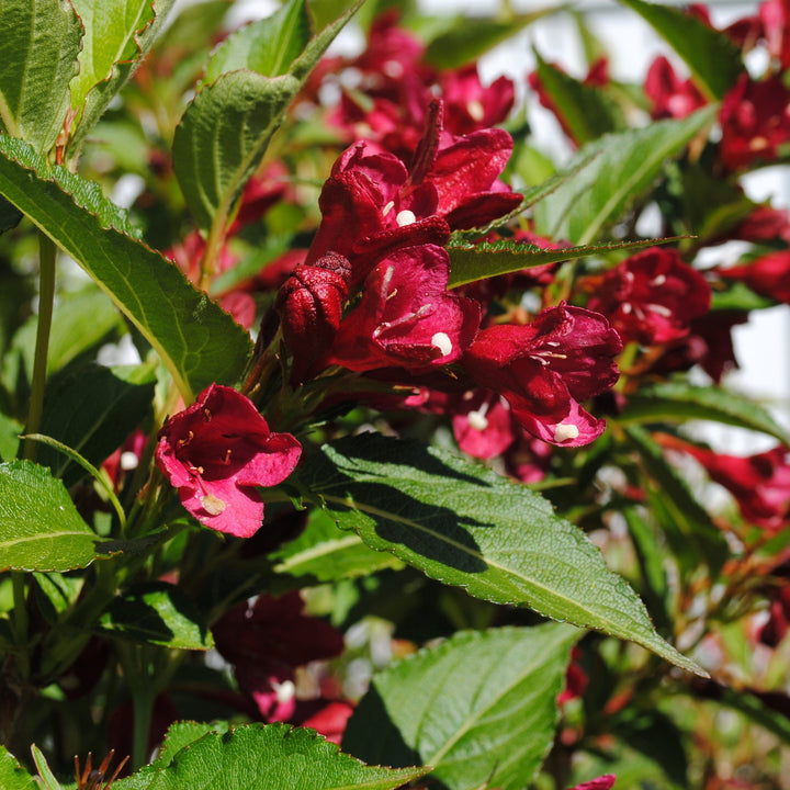 Weigela x 'Slingco 2' ~ Bloomin' Easy® Maroon Swoon® Weigela