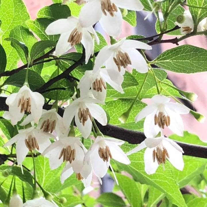 Styrax japonicus 'Fragrant Fountain' ~ Fragrant Fountain Japanese