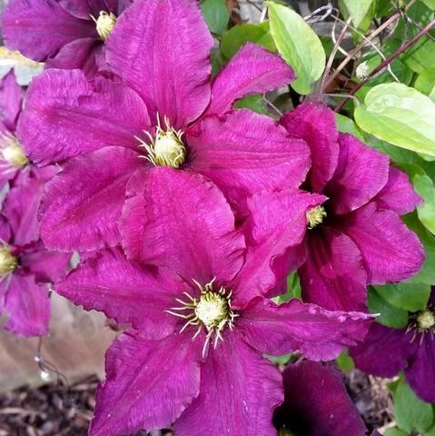 Clematis 'Ernest Markham' ~ Ernest Markham Clematis