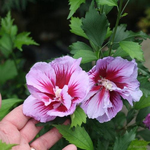 Hibiscus syriacus 'Gandini Santiago' ~ Purple Pillar® Rosa de Sarón