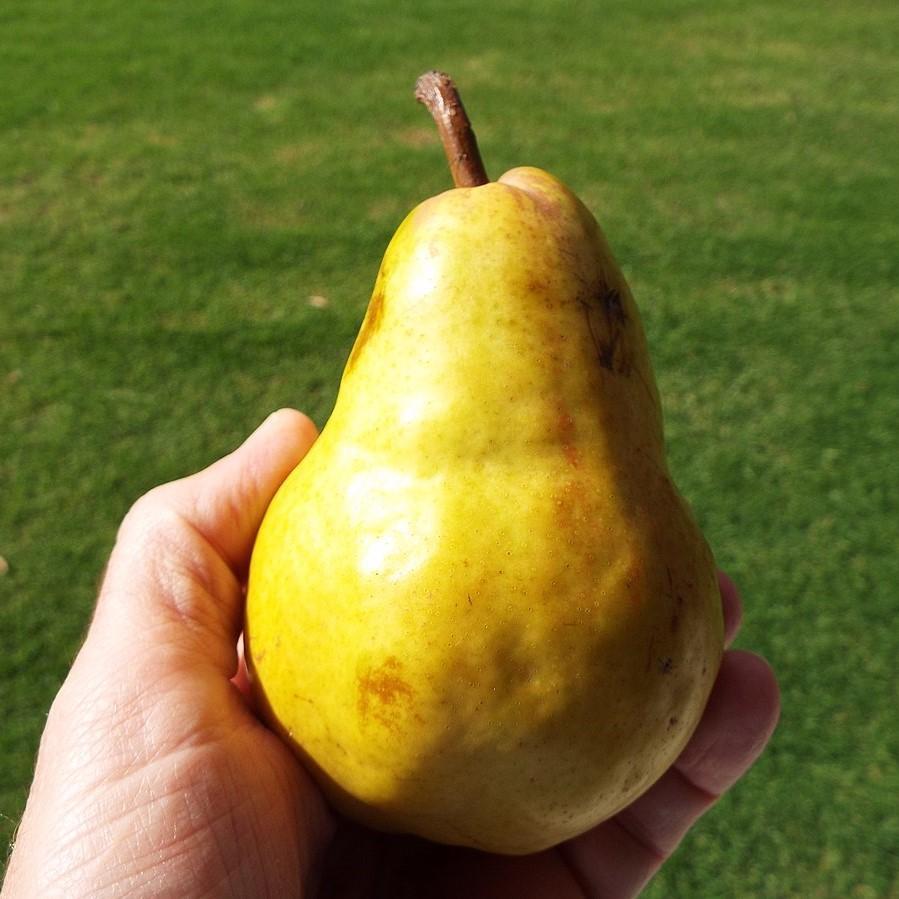 Pyrus communis 'Bartlett' ~ Bartlett Pear