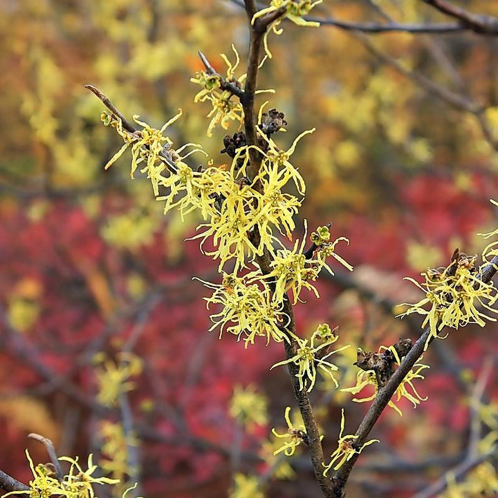 Hamamelis virginiana ~ Hamamelis