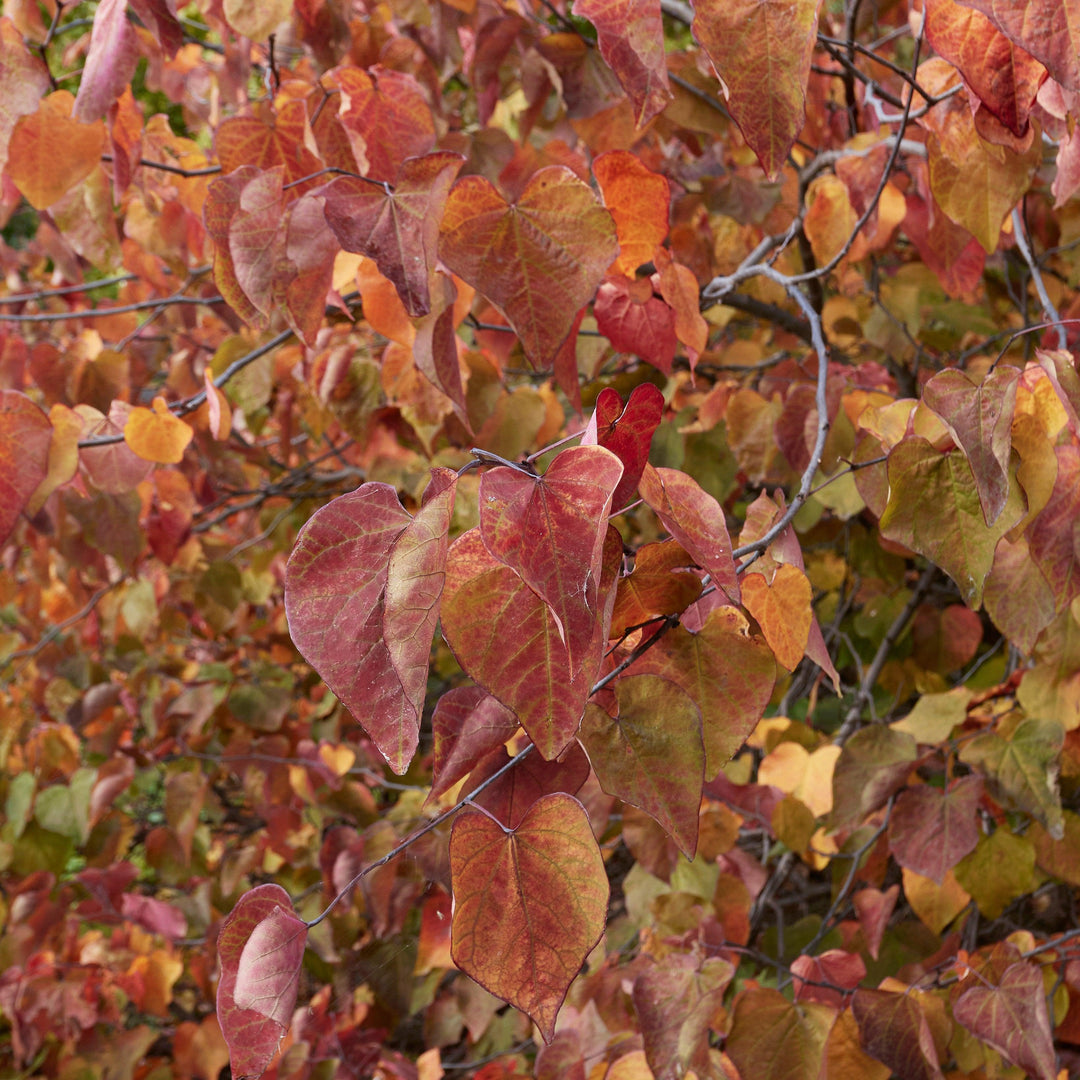 Cercis canadensis 'JN100' ~ Hearts A'Fire™ Redbud