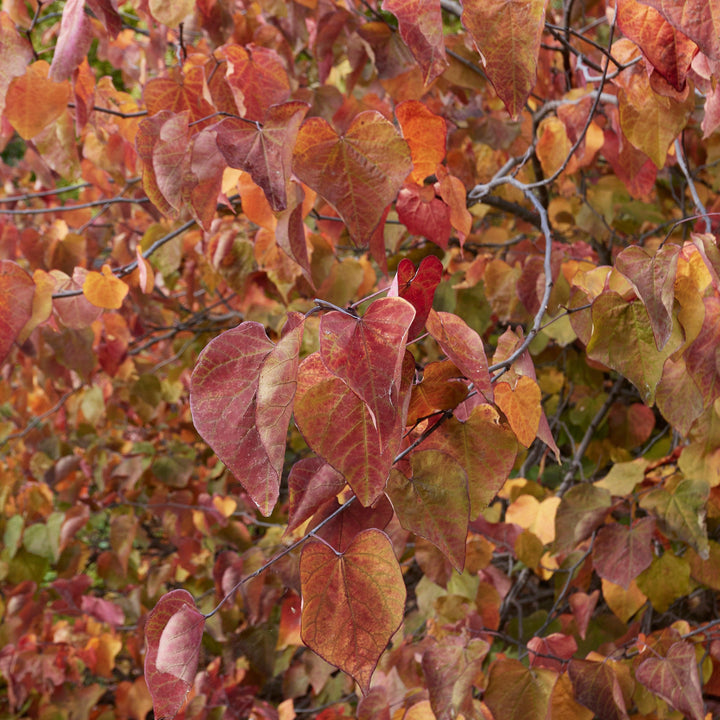 Cercis canadensis 'JN100' ~ Hearts A'Fire™ Redbud