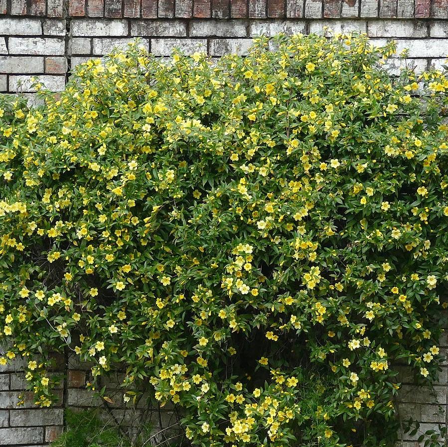 Gelsemium sempervirens ~ Carolina Jessamine – JTSOP Farms, image size:899x898