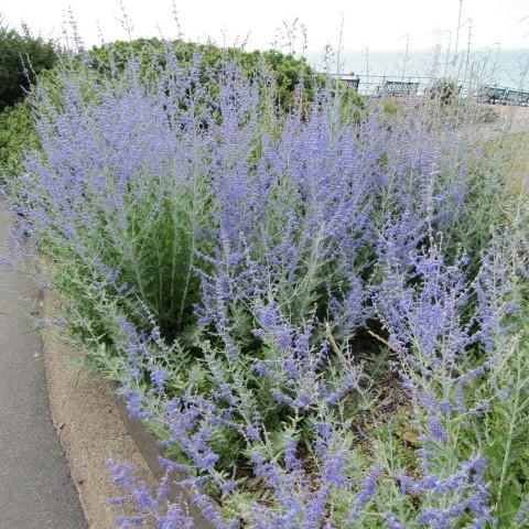 Perovskia atriplicifolia 'Blue Jean Baby' ~ Blue Jean Baby Russian Sage