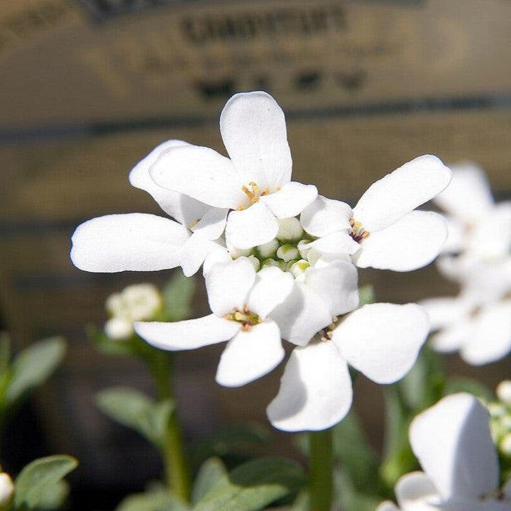 Iberis Sempervirens 'Purity' ~ Purity Candytuft
