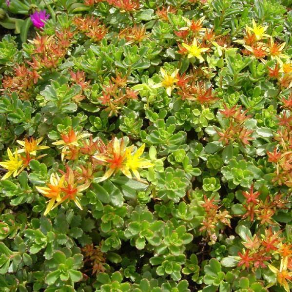 Sedum floriferum 'Weihenstephaner Gold' ~ Weihenstephaner Gold Stonecrop