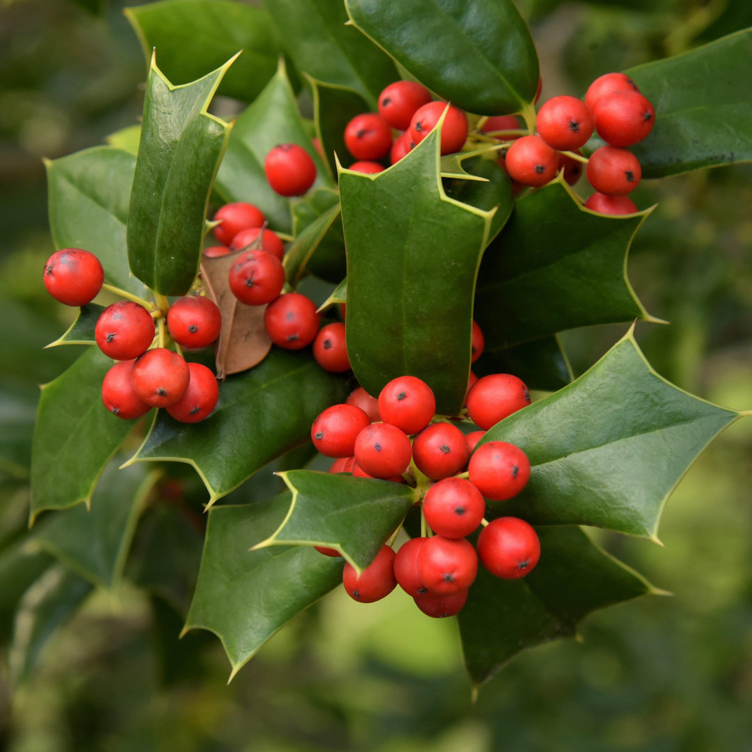 Ilex cornuta 'Fine Line' ~ Fina línea Holly