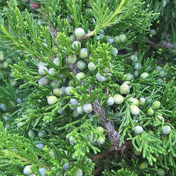 Juniperus virginiana 'Corcorcor' ~ Emerald Sentinel™ Red Cedar
