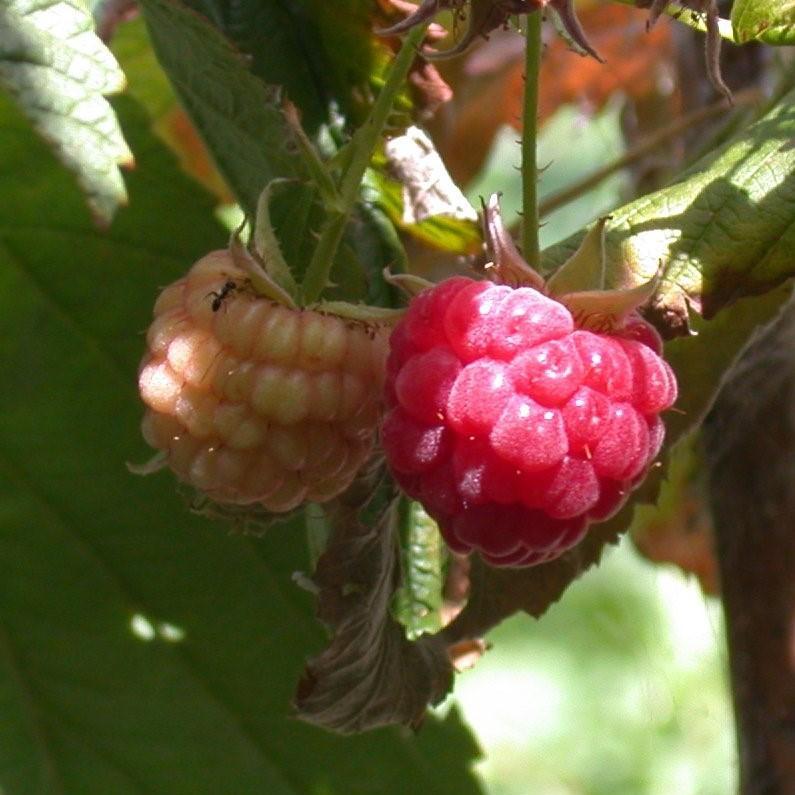 Rubus idaeus 'Heritage' ~ Heritage Everbearing Raspberry