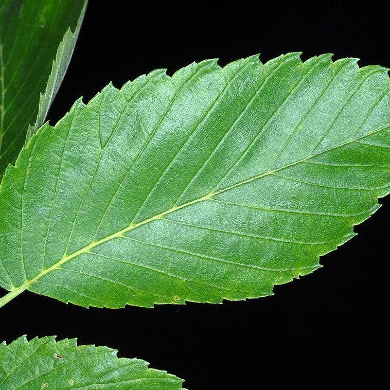Ulmus americana ‘Jefferson’ ~ Jefferson American Elm