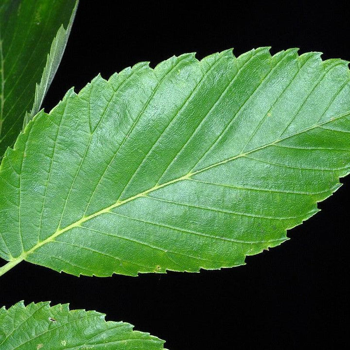 Ulmus americana ‘Jefferson’ ~ Jefferson American Elm